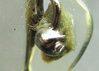 Popravilo sončnih očal.